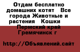 Отдам бесплатно домашних котят - Все города Животные и растения » Кошки   . Пермский край,Гремячинск г.